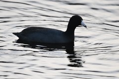 Fulica americana