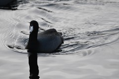 Fulica americana