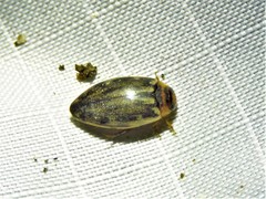 Coptotomus venustus