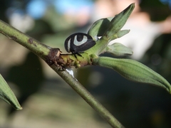 Membracis foliatafasciata
