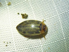Coptotomus venustus