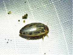 Coptotomus venustus