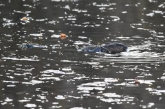 Ondatra zibethicus