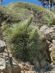 Aciphylla squarrosa squarrosa