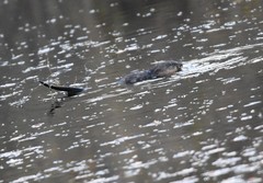 Ondatra zibethicus