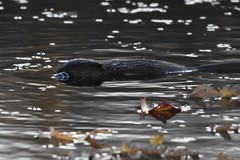Ondatra zibethicus