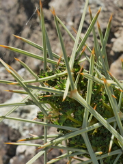 Aciphylla squarrosa squarrosa