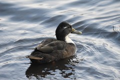 Anas platyrhynchos domesticus