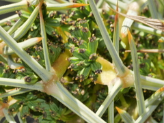 Aciphylla squarrosa squarrosa