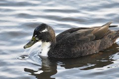 Anas platyrhynchos domesticus