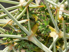 Aciphylla squarrosa squarrosa