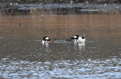 Lophodytes cucullatus