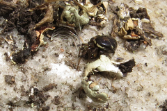Steatoda ancorata