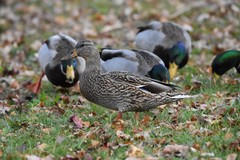 Anas platyrhynchos