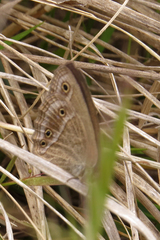 Stegosatyrus periphas