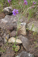 Verbena intermedia