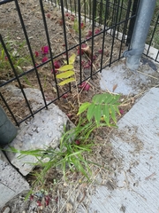 Ailanthus altissima