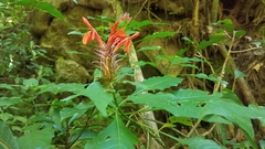 Aphelandra molinae