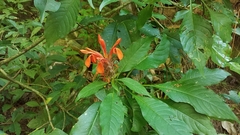 Aphelandra molinae
