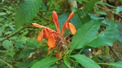Aphelandra molinae