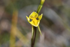 Diuris basaltica