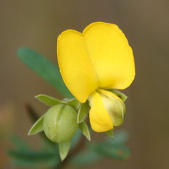 Gompholobium virgatum