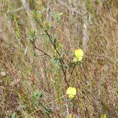 Gompholobium virgatum