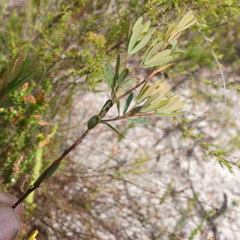 Gompholobium virgatum