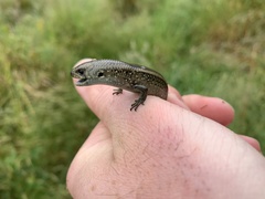 Lissolepis coventryi