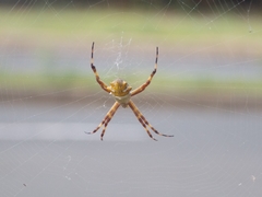 Argiope argentata