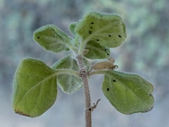 Clinopodium chandleri