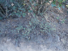 Clinopodium chandleri