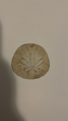 Dendraster excentricus