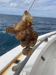 Fowlerichthys ocellatus