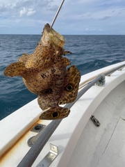 Fowlerichthys ocellatus