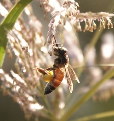 Apis dorsata
