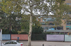 Platanus × hispanica