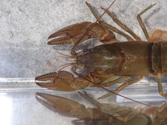 Faxonius saxatilis