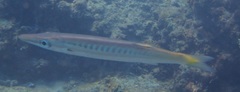 Sphyraena flavicauda