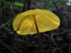 Hymenogloea papyracea