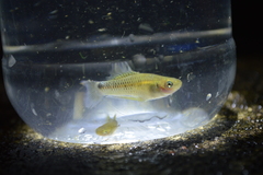 Pseudoxiphophorus bimaculatus