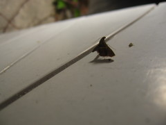 Endotricha theonalis