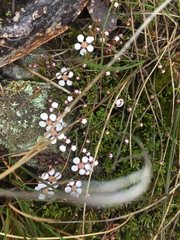 Euryomyrtus ramosissima