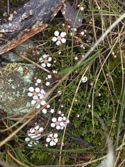 Euryomyrtus ramosissima