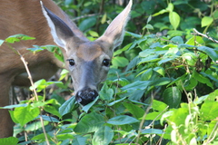 Odocoileus virginianus