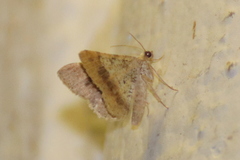 Frederickia flaviterminata