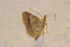 Frederickia flaviterminata