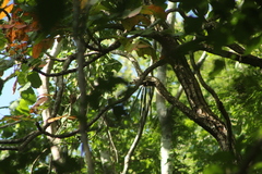 Trichocentrum brachyphyllum