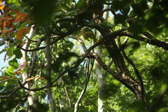 Trichocentrum brachyphyllum