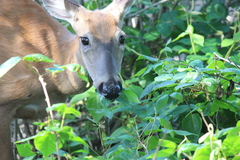 Odocoileus virginianus